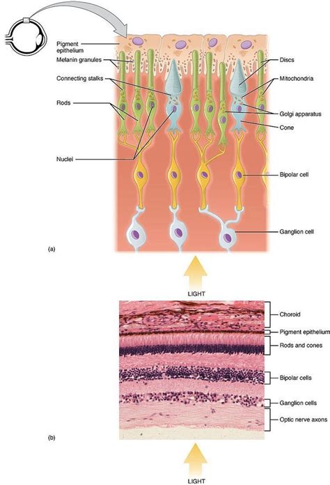 neprolex|photoreceptor cell neurolex id.